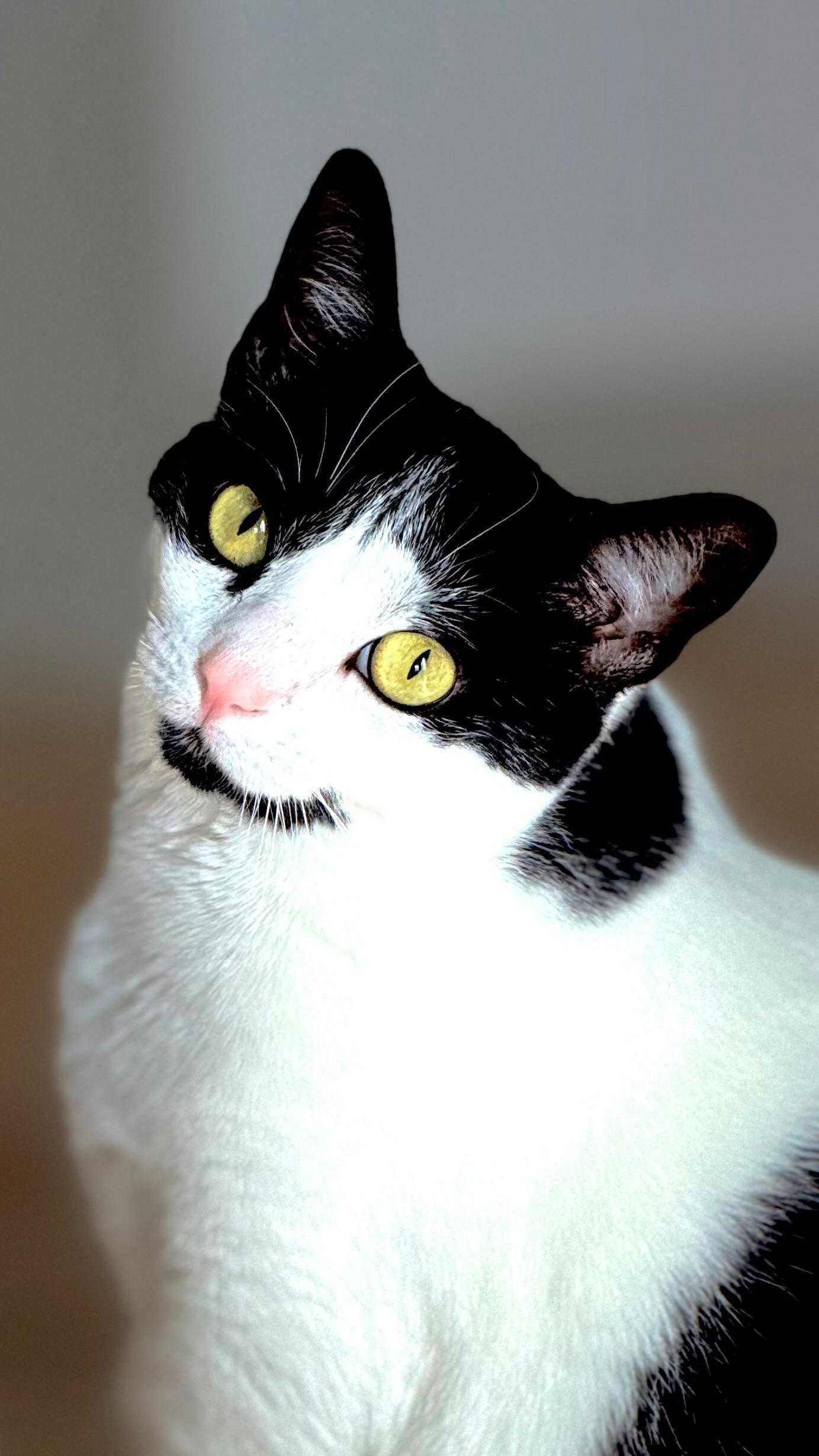 Cleo, adoptable, Young Female Tuxedo.