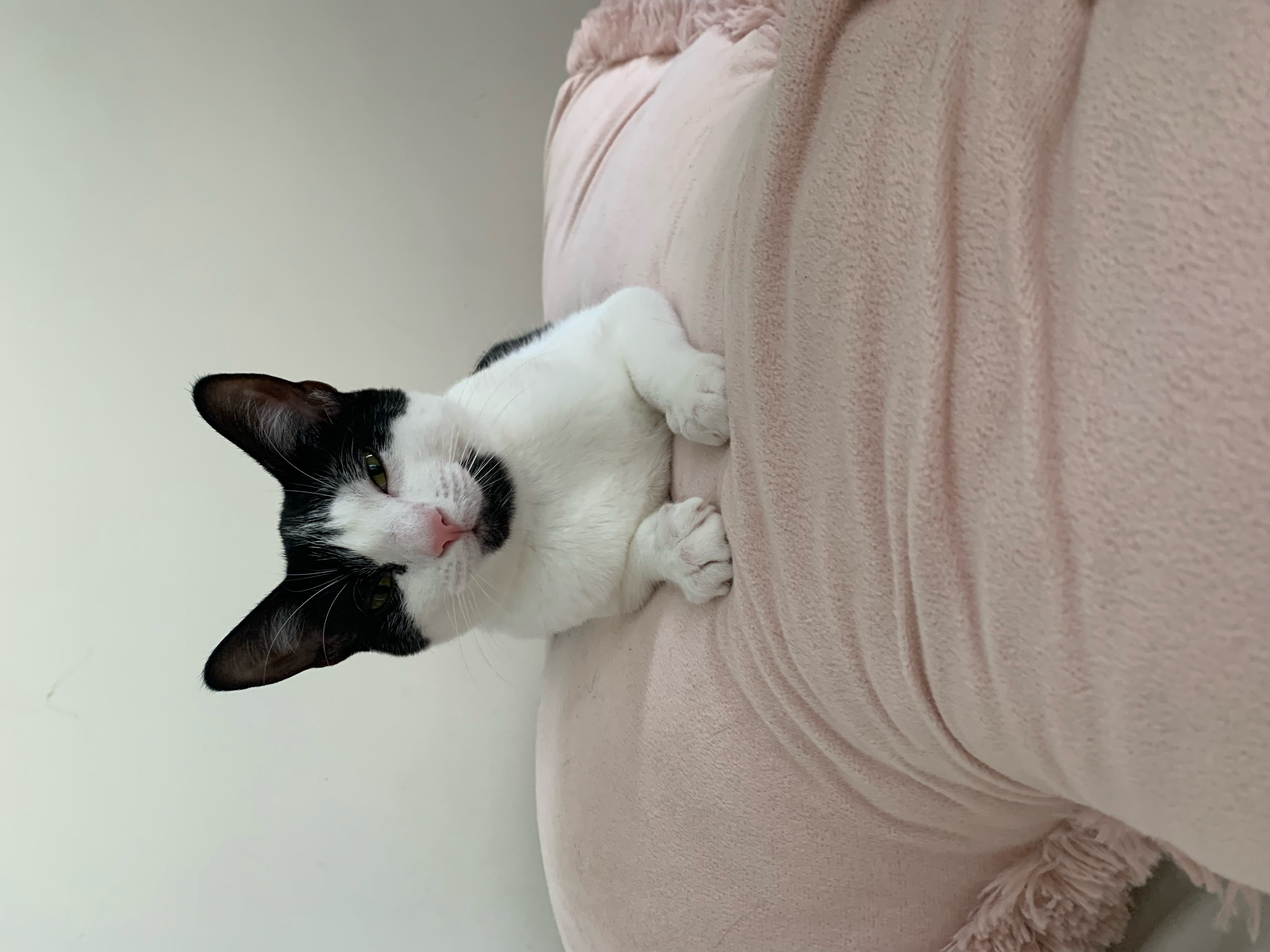 Cleo photo 1