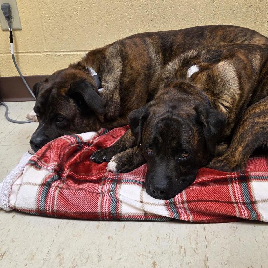 Roscoe, Adoptable, Senior Male Mixed Breed.