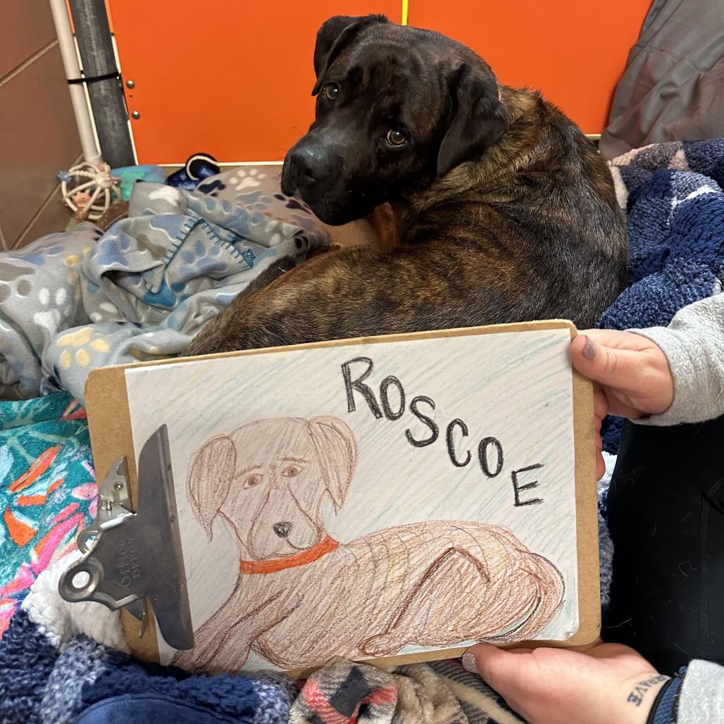 Enlarge Roscoe, a Adoptable Mixed Breed in Waukesha, WI image 3/4