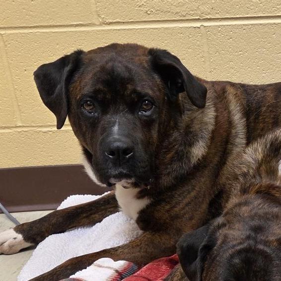 Enlarge Roscoe, a Adoptable Mixed Breed in Waukesha, WI image 4/4