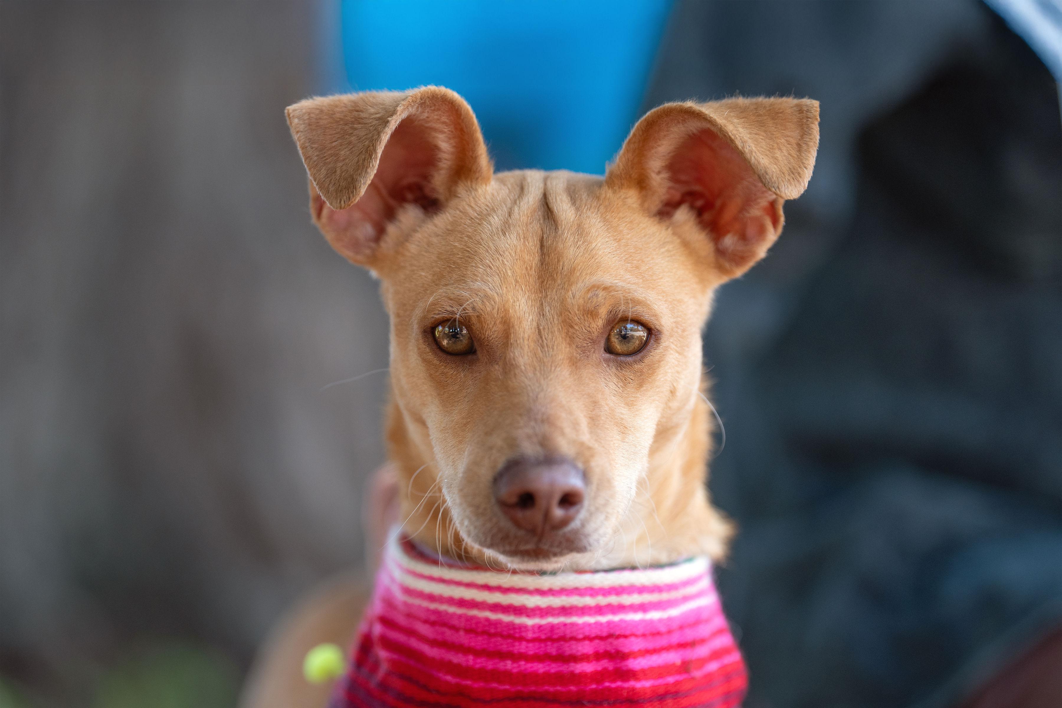 Tuna, adopted, Young Female Chihuahua & Terrier.