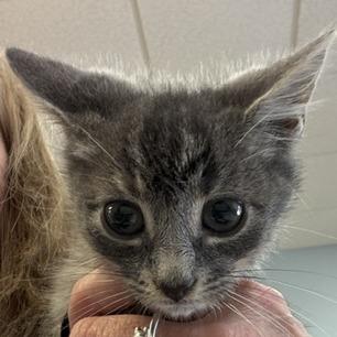 Stuart, Adoptable, Kitten Male Domestic Short Hair.