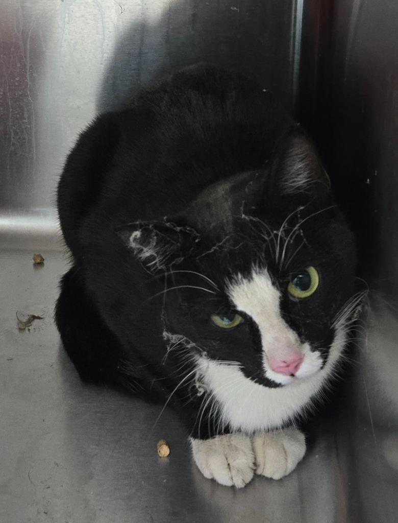 Warren, Adoptable, Young Male Domestic Short Hair.