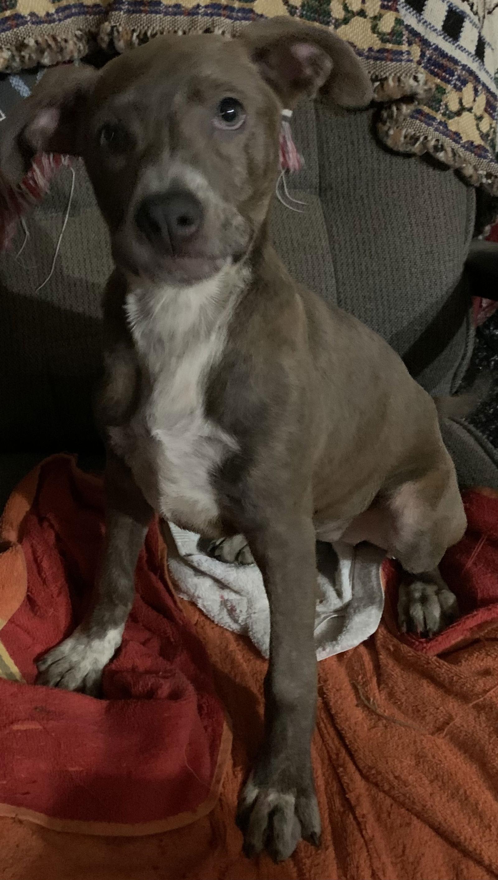 Jules, Adoptable, Young Female Pit Bull Terrier.