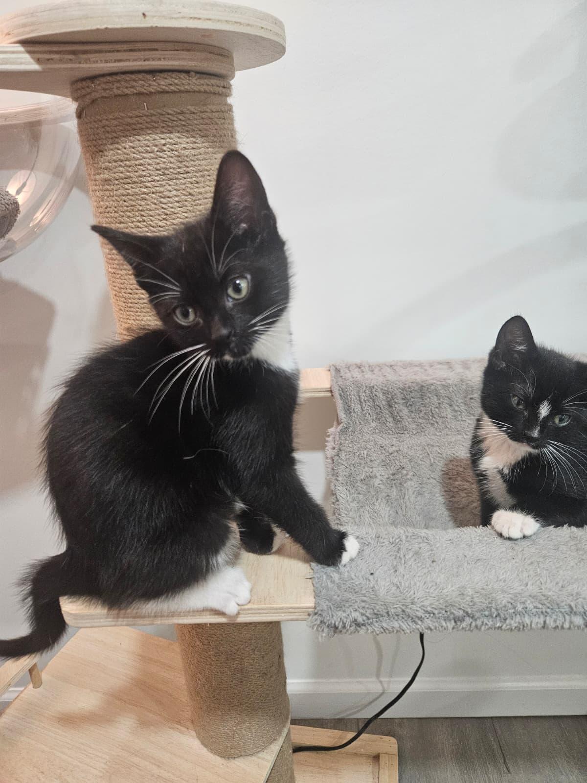 Victoria & Savannah, a Adoptable Domestic Short Hair in New Haven, CT image 2/6