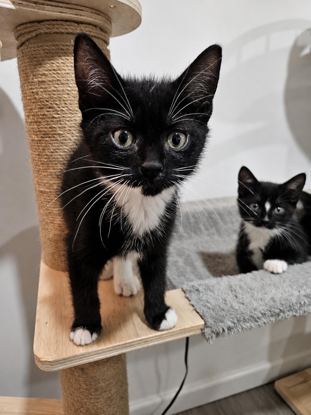Victoria & Savannah, a Adoptable Domestic Short Hair in New Haven, CT image 4/6