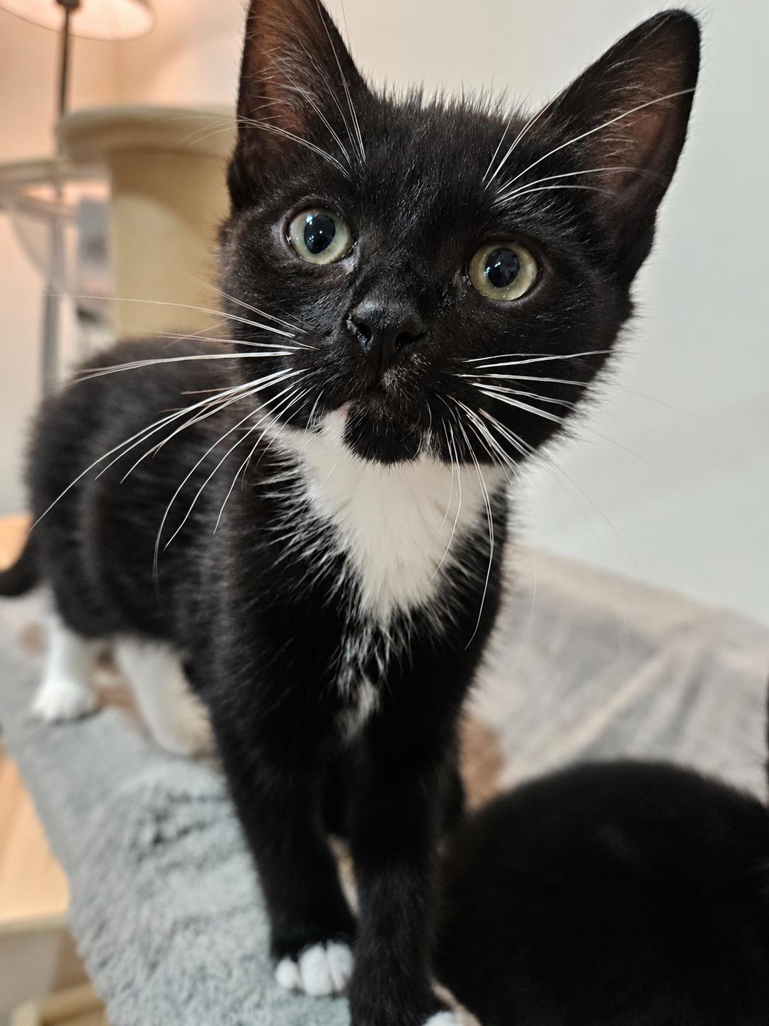 Victoria & Savannah, Adoptable, Kitten Female Domestic Short Hair.