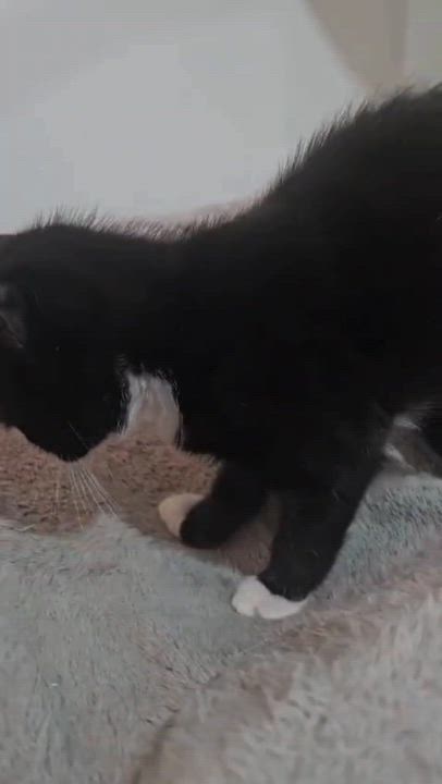 Enlarge Victoria & Savannah, a Adoptable Domestic Short Hair in New Haven, CT video 3/6