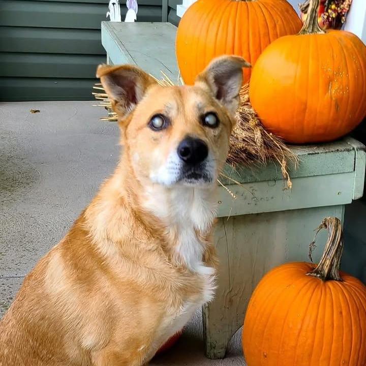 Ray, a Adoptable Mixed Breed in McKean, PA image 1/6