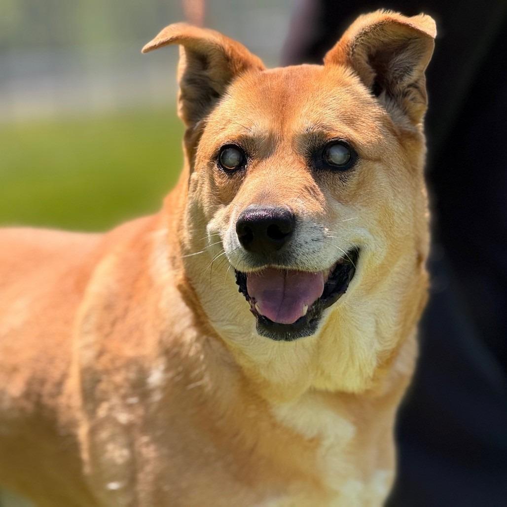 Ray, a Adoptable Mixed Breed in McKean, PA image 3/6