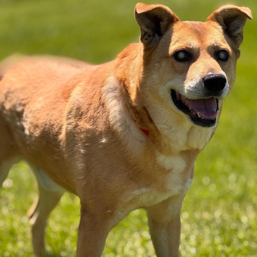 Ray, a Adoptable Mixed Breed in McKean, PA image 6/6