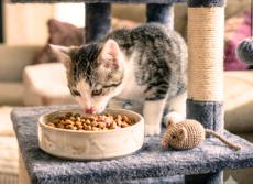 Enlarge Mika, a Adoptable American Shorthair in Union City, NJ image 5/5