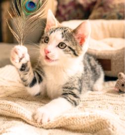 Enlarge Mika, a Adoptable American Shorthair in Union City, NJ image 2/5