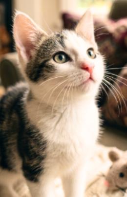 Mika, Adoptable, Kitten Female American Shorthair.