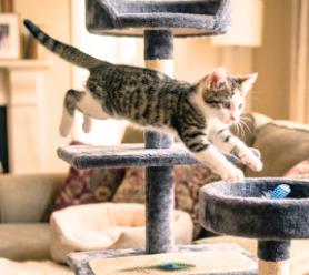 Enlarge Mika, a Adoptable American Shorthair in Union City, NJ image 4/5
