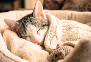 Enlarge Mika, a Adoptable American Shorthair in Union City, NJ image 3/5