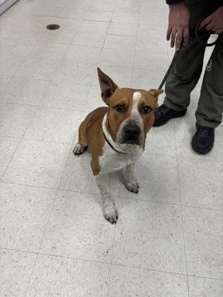 Enlarge Kyle, a Adoptable mixed breed in Gulfport, MS image 1/2