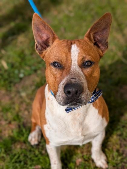 Enlarge Kyle, a Adoptable mixed breed in Gulfport, MS image 2/2