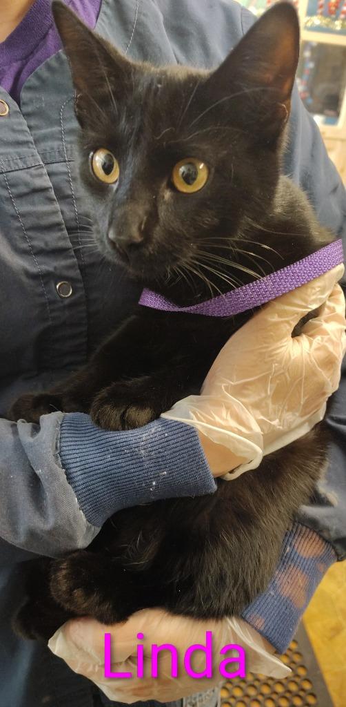 Linda, Adoptable, Young Female Domestic Medium Hair.