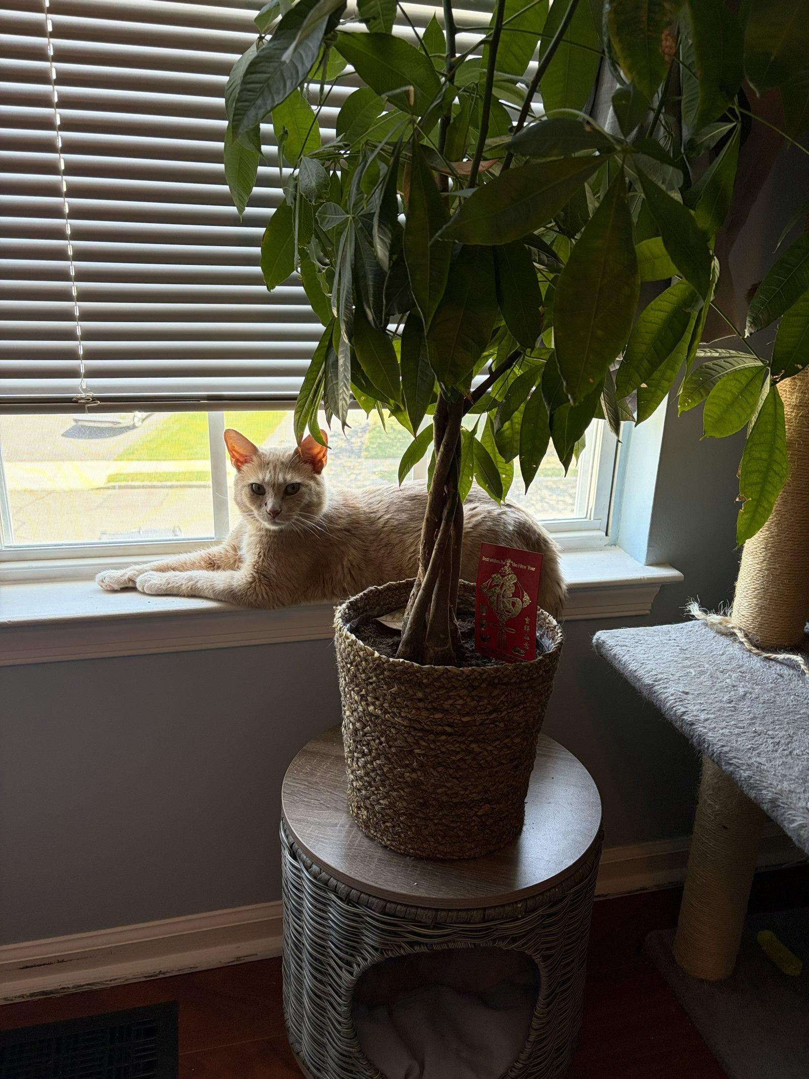 Admiral Apricott (Lady Marmalade), Adoptable, Adult Male Domestic Short Hair.