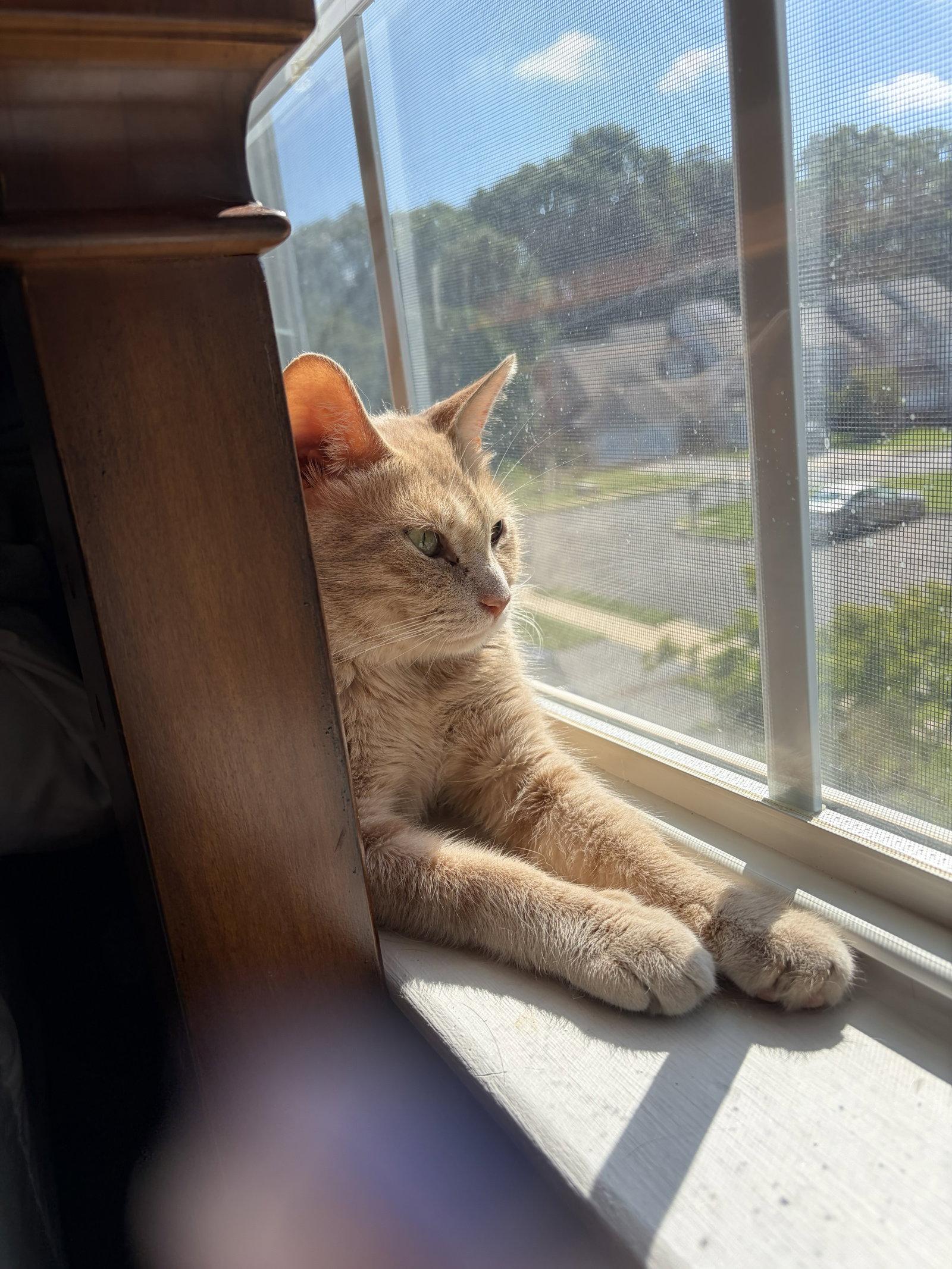 Admiral Apricott (Lady Marmalade), a Adoptable Domestic Short Hair in Trenton, NJ image 2/3