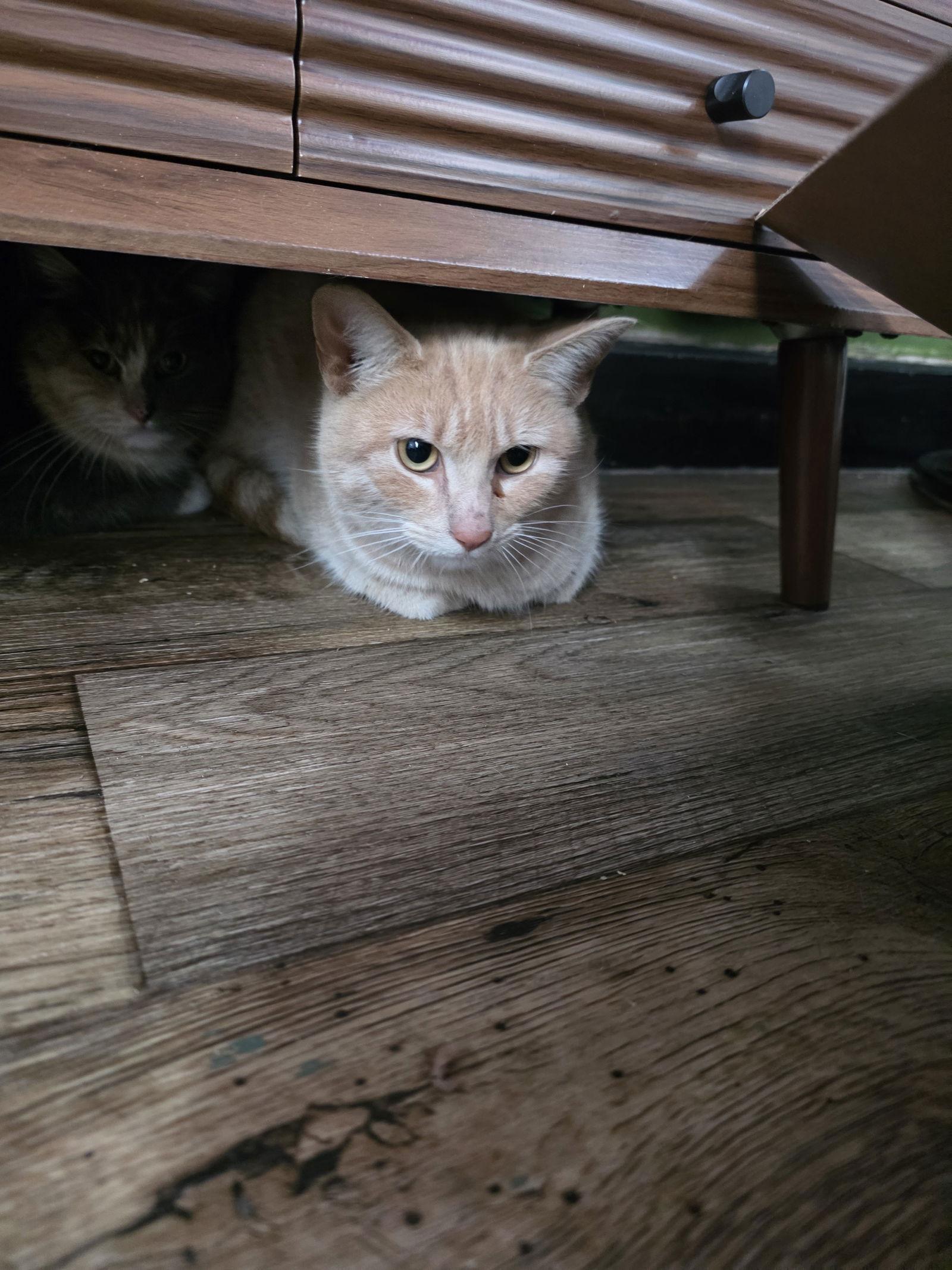 Admiral Apricott (Lady Marmalade), a Adoptable Domestic Short Hair in Trenton, NJ image 1/2