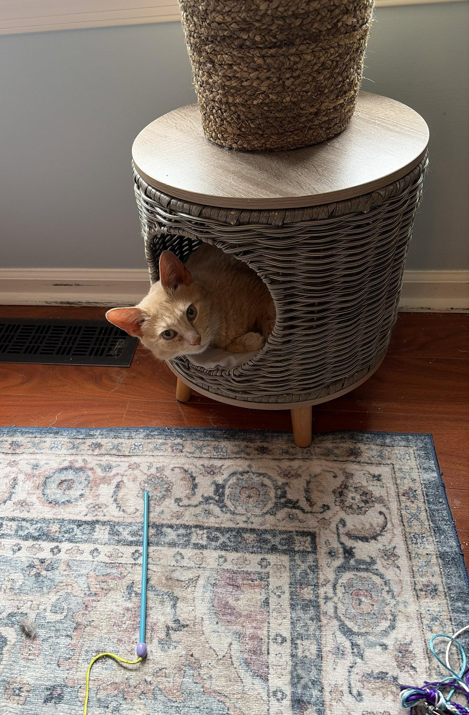 Admiral Apricott (Lady Marmalade), a Adoptable Domestic Short Hair in Trenton, NJ image 3/3