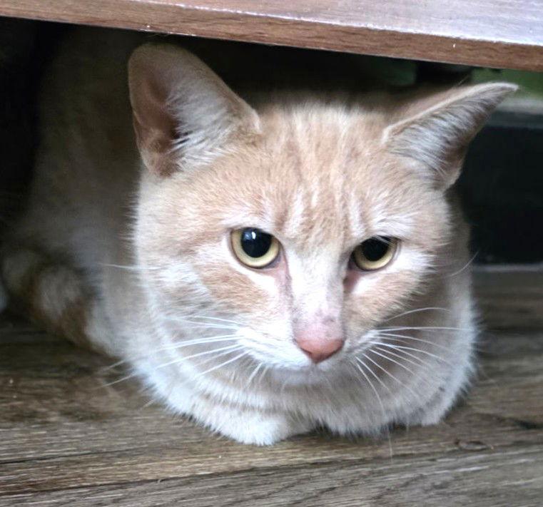 Admiral Apricott (Lady Marmalade), a Adoptable Domestic Short Hair in Trenton, NJ image 2/2