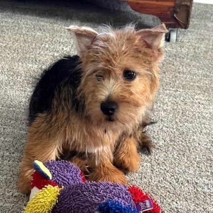 Oscar, Adopted, Young Male Norwich Terrier.