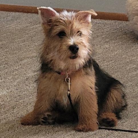 Oscar