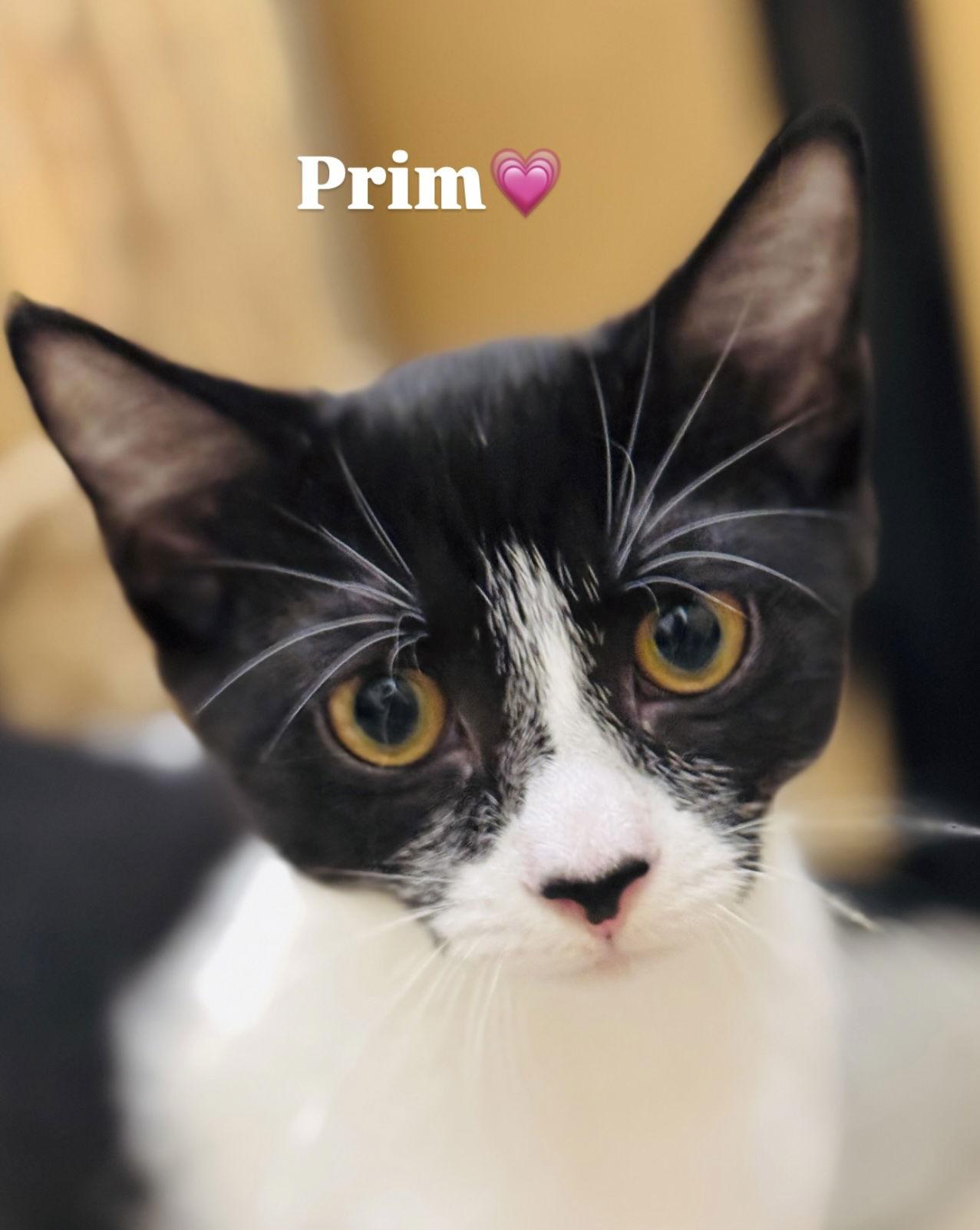 Prim, Adopted, Kitten Female Domestic Short Hair.