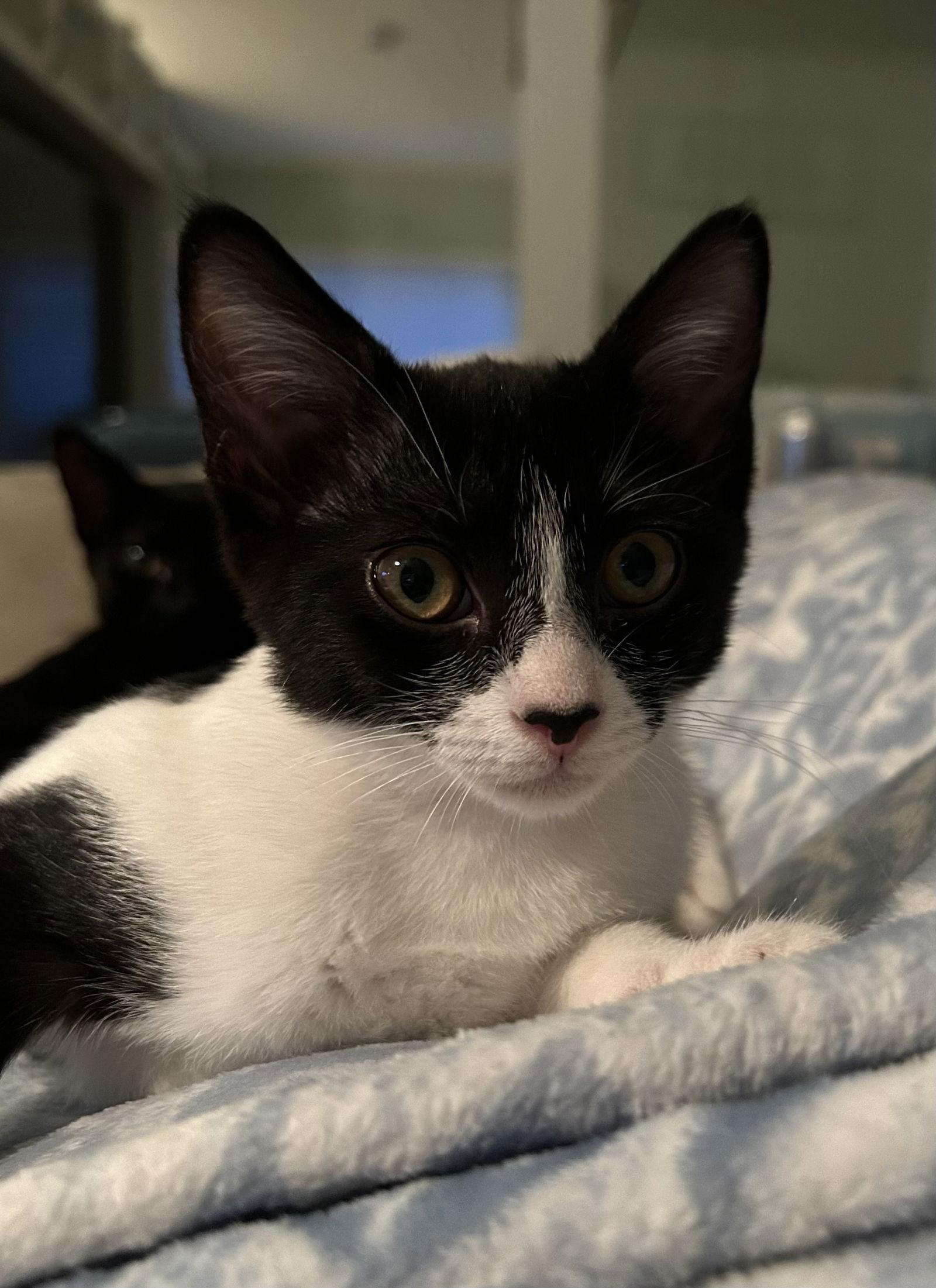 Enlarge Prim, a Adopted Domestic Short Hair in West Palm Beach, FL image 2/3