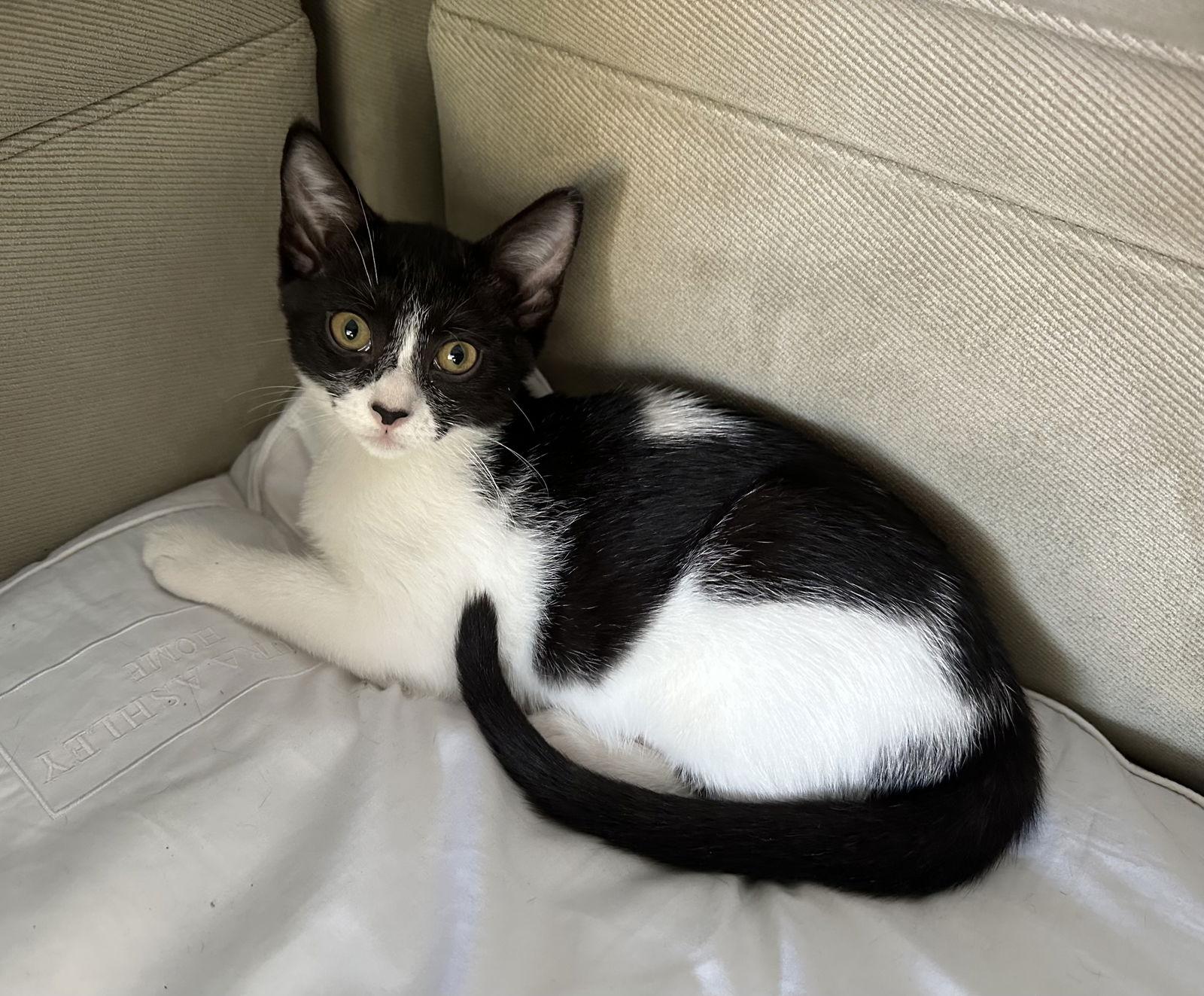 Enlarge Prim, a Adopted Domestic Short Hair in West Palm Beach, FL image 3/3