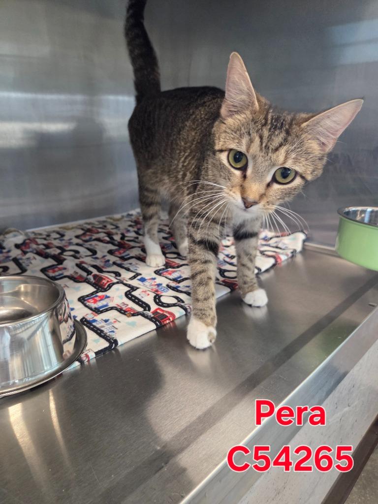 Enlarge Pera, a Adoptable mixed breed in Clarksville, TN image 1/1