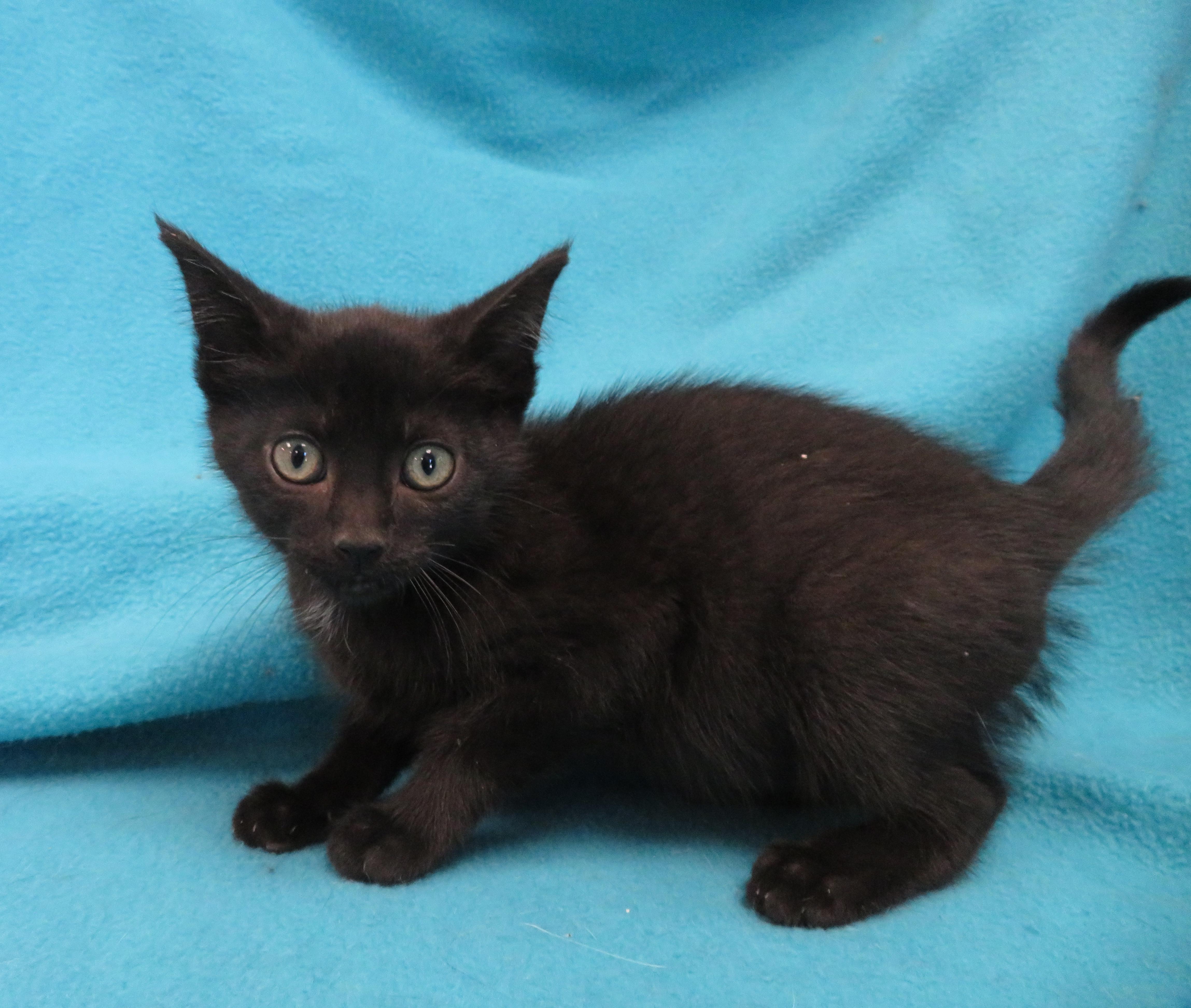 Lennon, Baby Male Domestic Short Hair