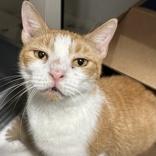 Enlarge Elora, a Adoptable Domestic Short Hair in Hilliard, OH image 1/1