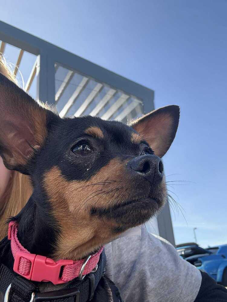 Enlarge Agnes, a Adoptable mixed breed in Fort Lupton, CO image 1/6