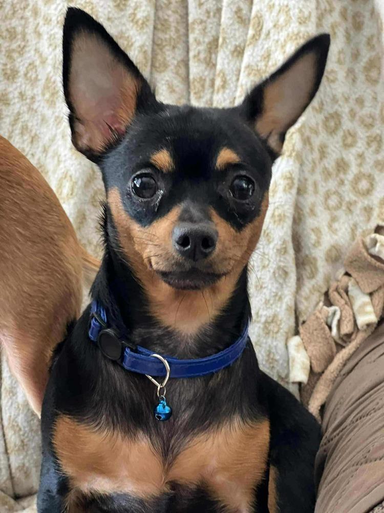 Enlarge Agnes, a Adoptable mixed breed in Fort Lupton, CO image 4/6