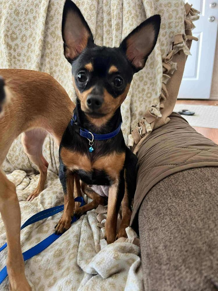 Enlarge Agnes, a Adoptable mixed breed in Fort Lupton, CO image 5/6