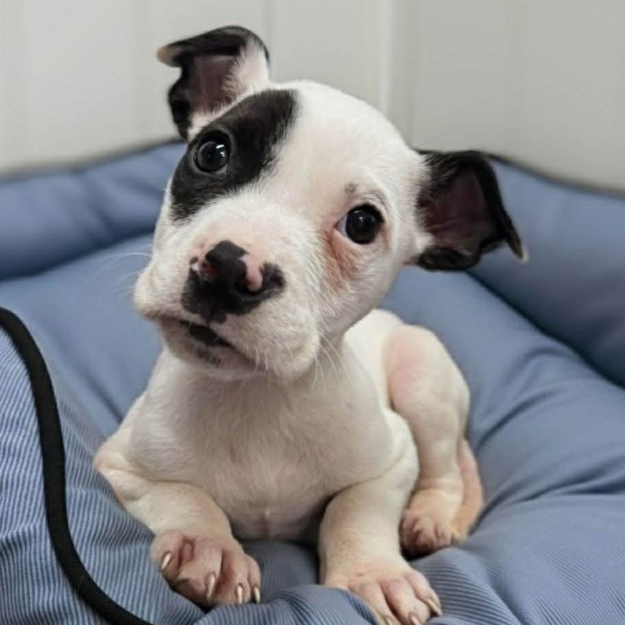 Pluto, adopted, Puppy Male American Staffordshire Terrier.