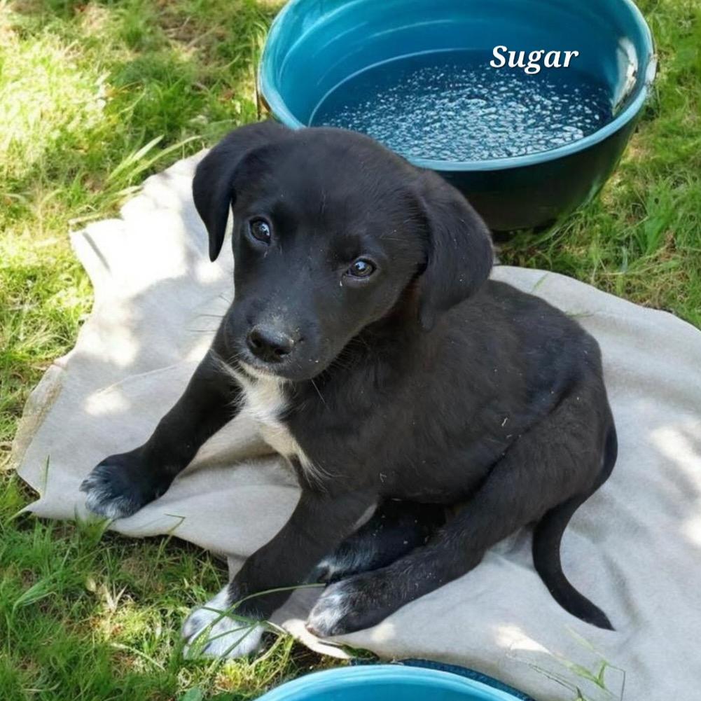 Sugar, Adoptable, Puppy Female Labrador Retriever & Mixed Breed.