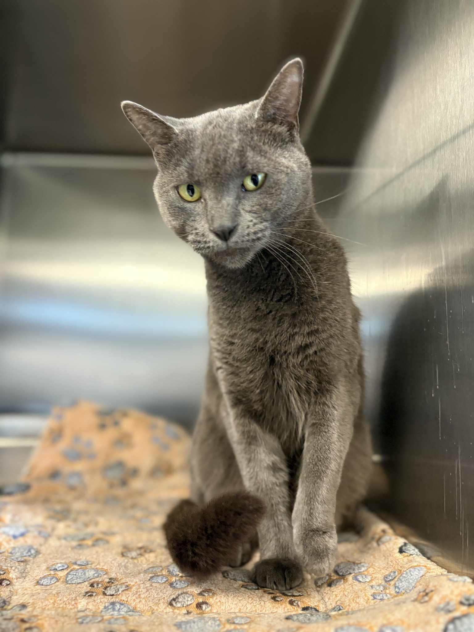 Enlarge Phoebe, a Adoptable Domestic Short Hair in Bridgewater, NJ image 1/1