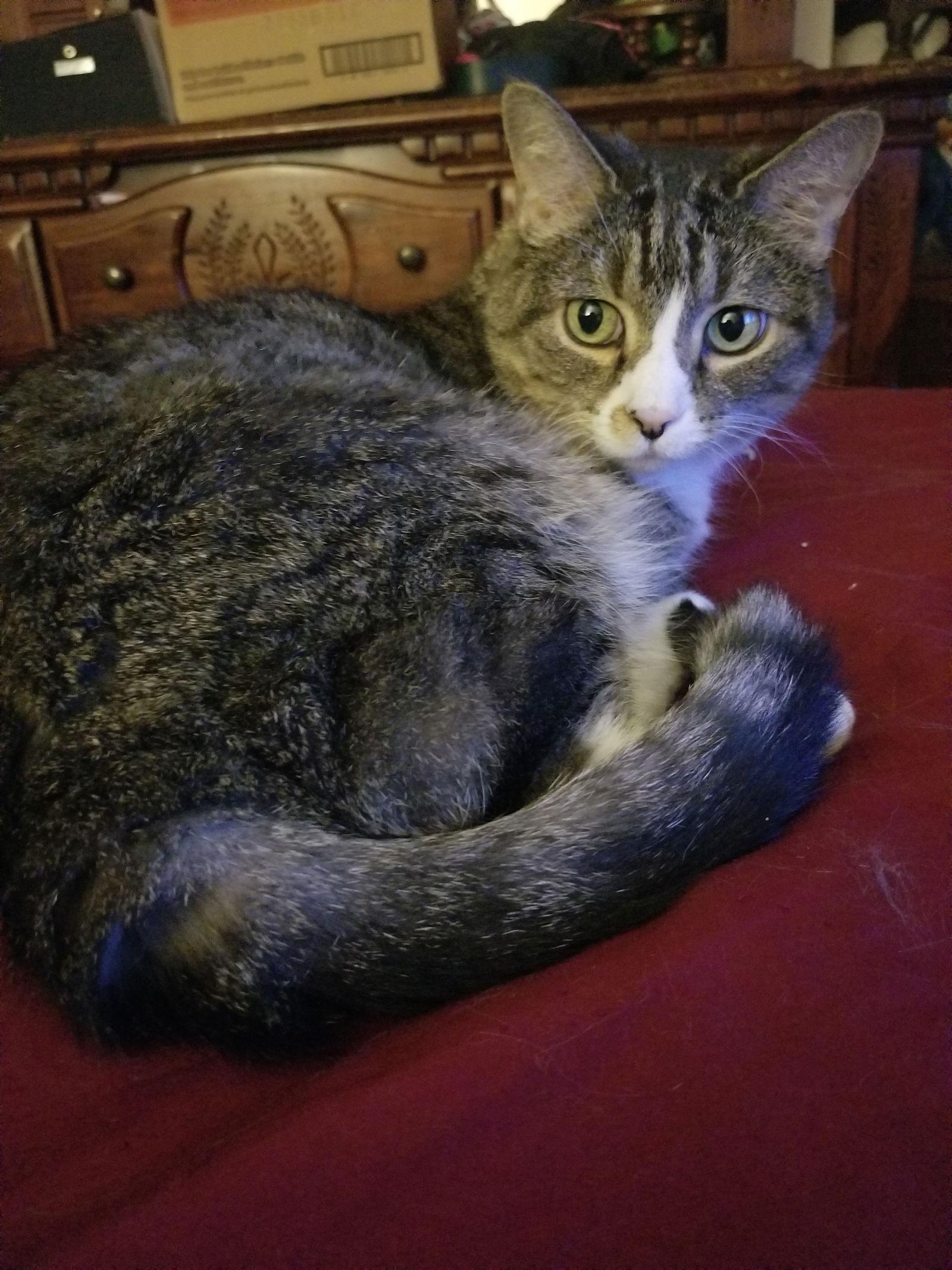 SWEETIE, a Adoptable Domestic Short Hair in Northfield, OH image 1/2