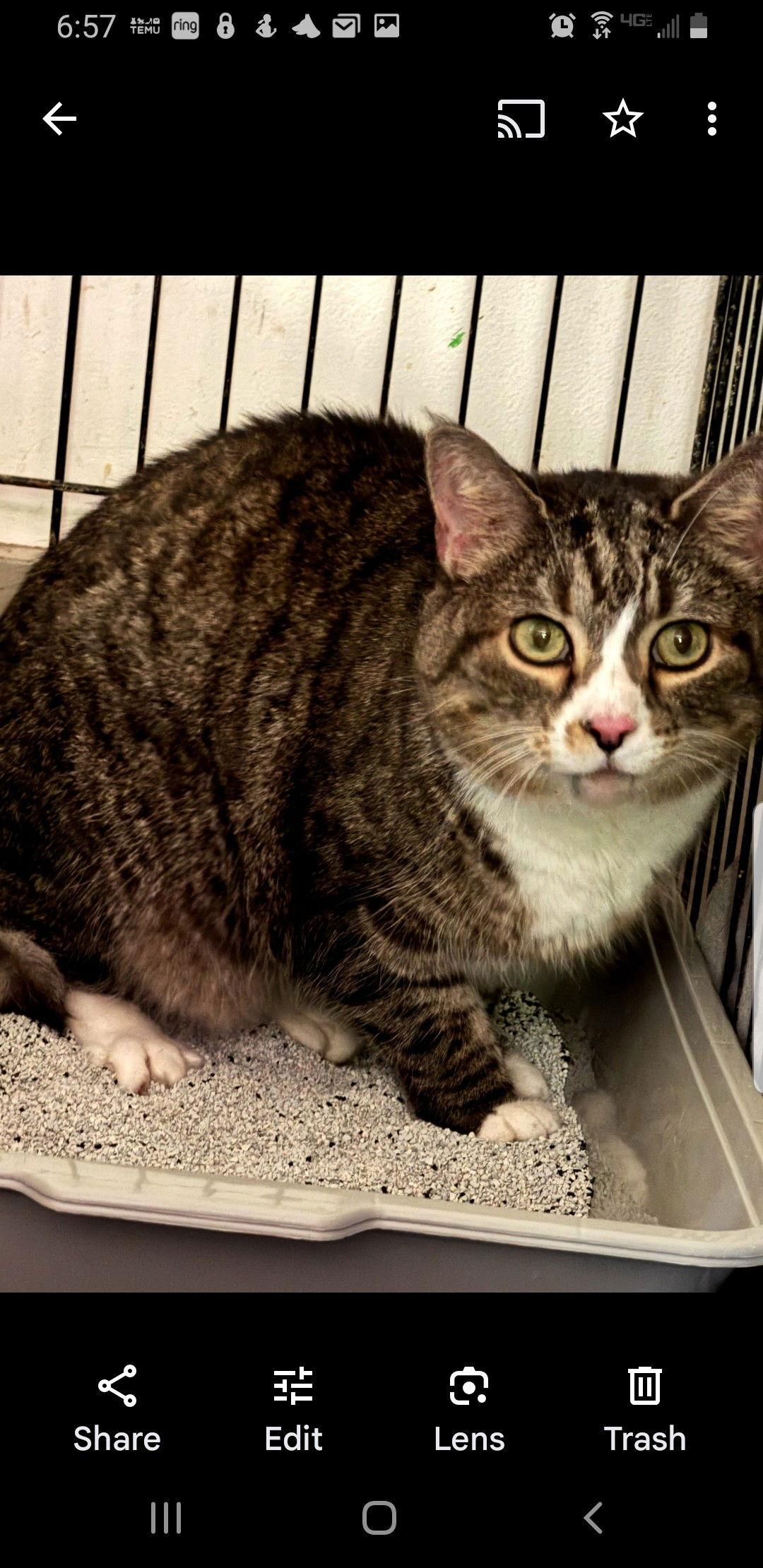 SWEETIE, a Adoptable Domestic Short Hair in Northfield, OH image 2/2