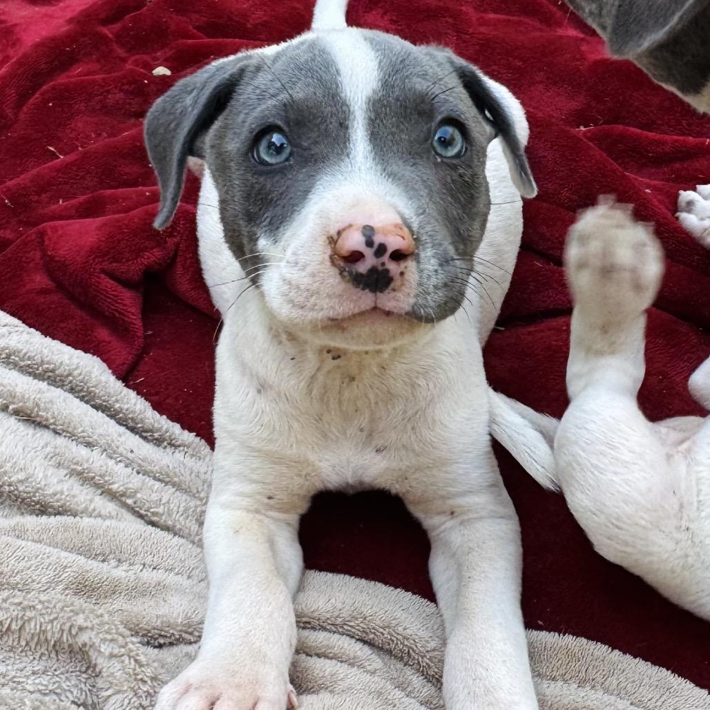 Enlarge Baby Bruno, a Adoptable Pit Bull Terrier in Washington, DC image 1/2