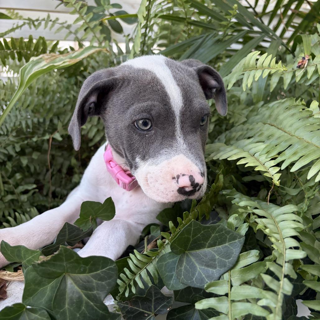 Enlarge Baby Bruno, a Adoptable Pit Bull Terrier in Washington, DC image 2/2