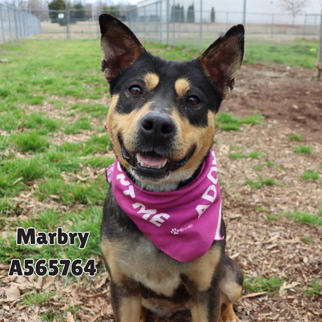 MABRY, Adoptable, Adult Female Australian Kelpie & Rat Terrier.