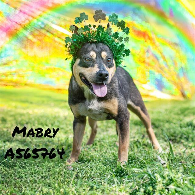 Enlarge MABRY, a Adoptable mixed breed in Huntsville, AL image 1/1