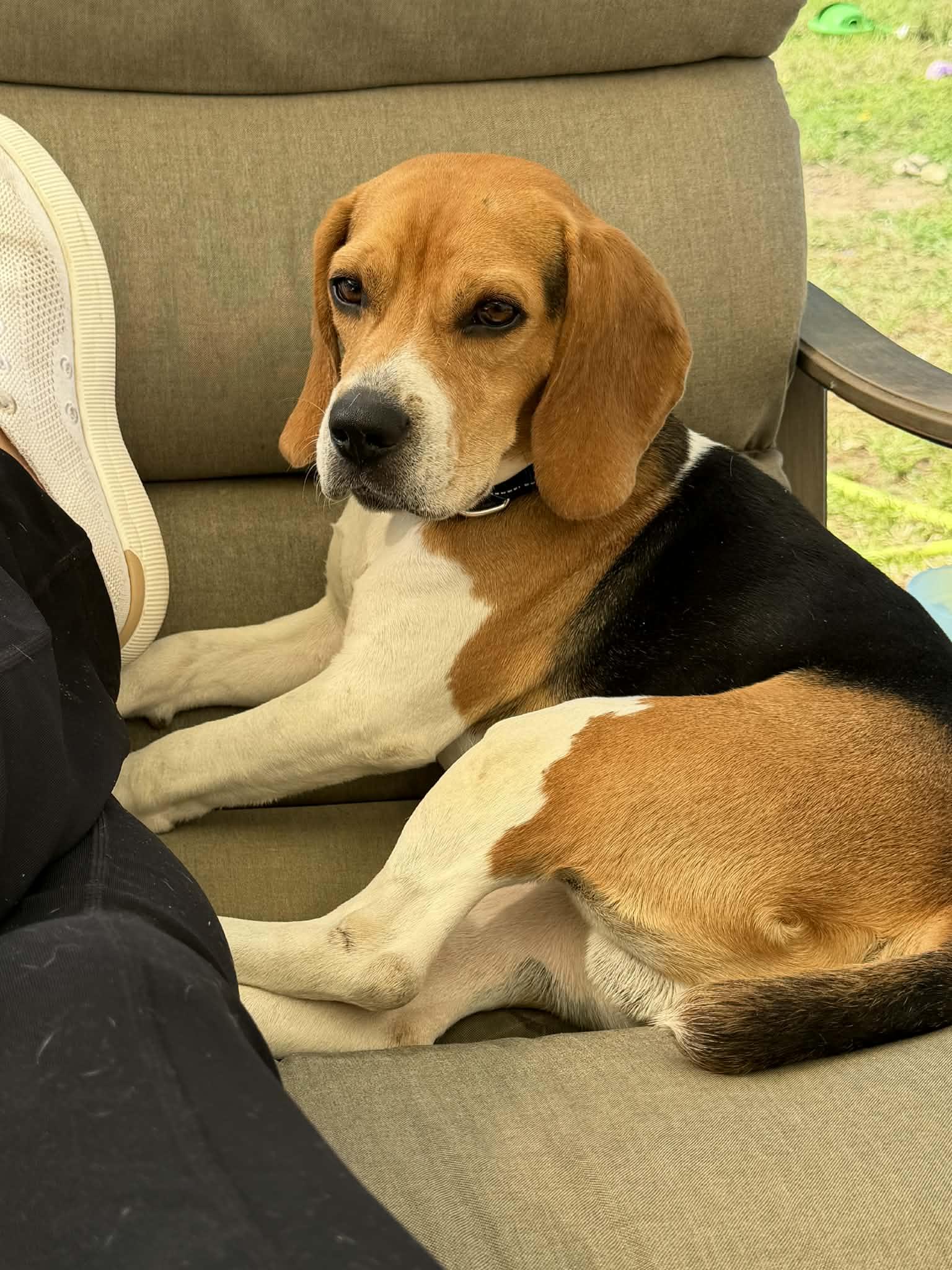 Gizmo, an adoptable Beagle in San Ysidro, CA image 3/6